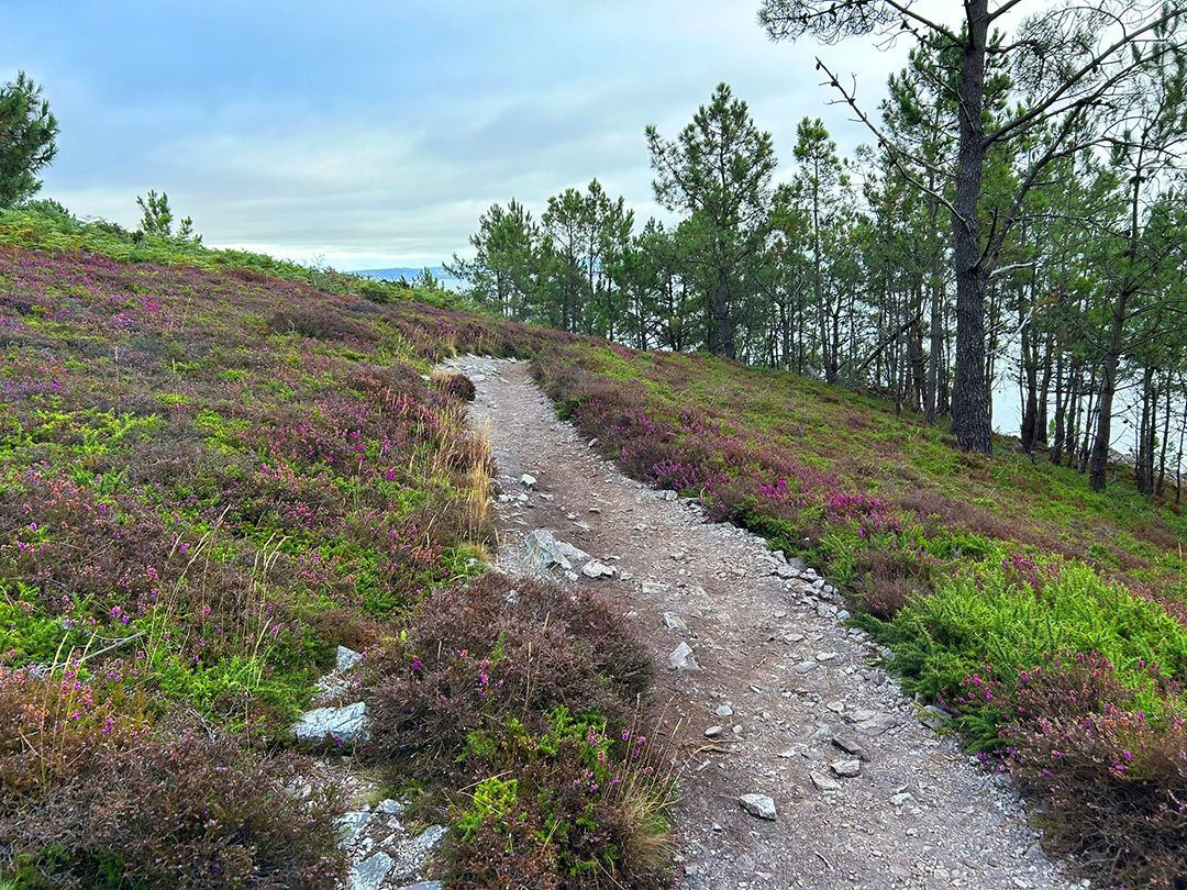 Bretagne mit Kindern - Westküste Bretagne mit Kindern - Wandern entlang der Westküste (Crozon). Hier ein Blick auf einen steinigen Wanderweg, der sich durch Heidekraut schlängelt.