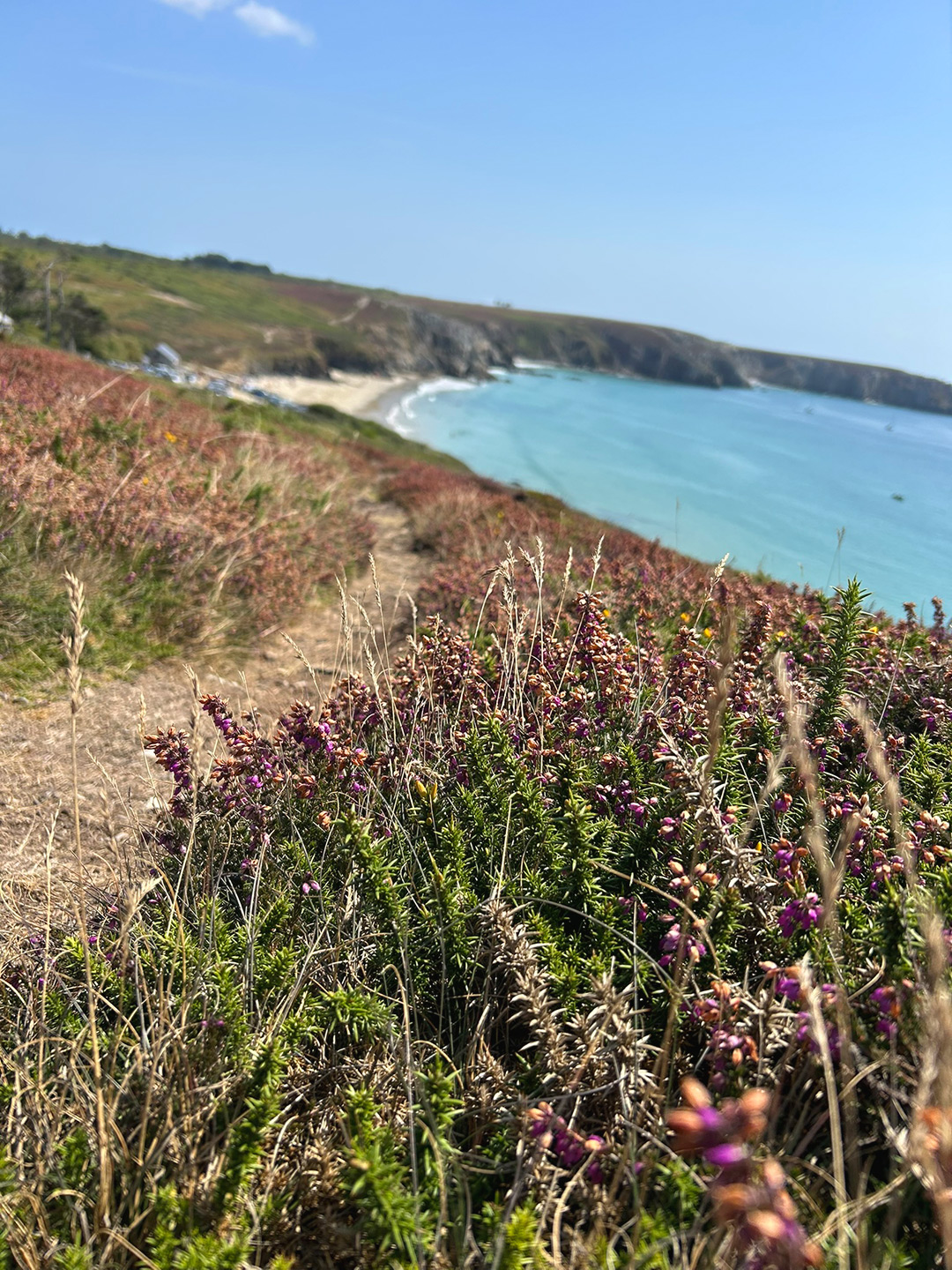 Bretagne mit Kindern - Westküste Bretagne - der Westen. Hier ein Wanderweg entlang der Presqu’île de Crozon. Ein schmaler Pfad führt durch blühendes Heidekraut an einer türkisblauen Bucht vorbei.