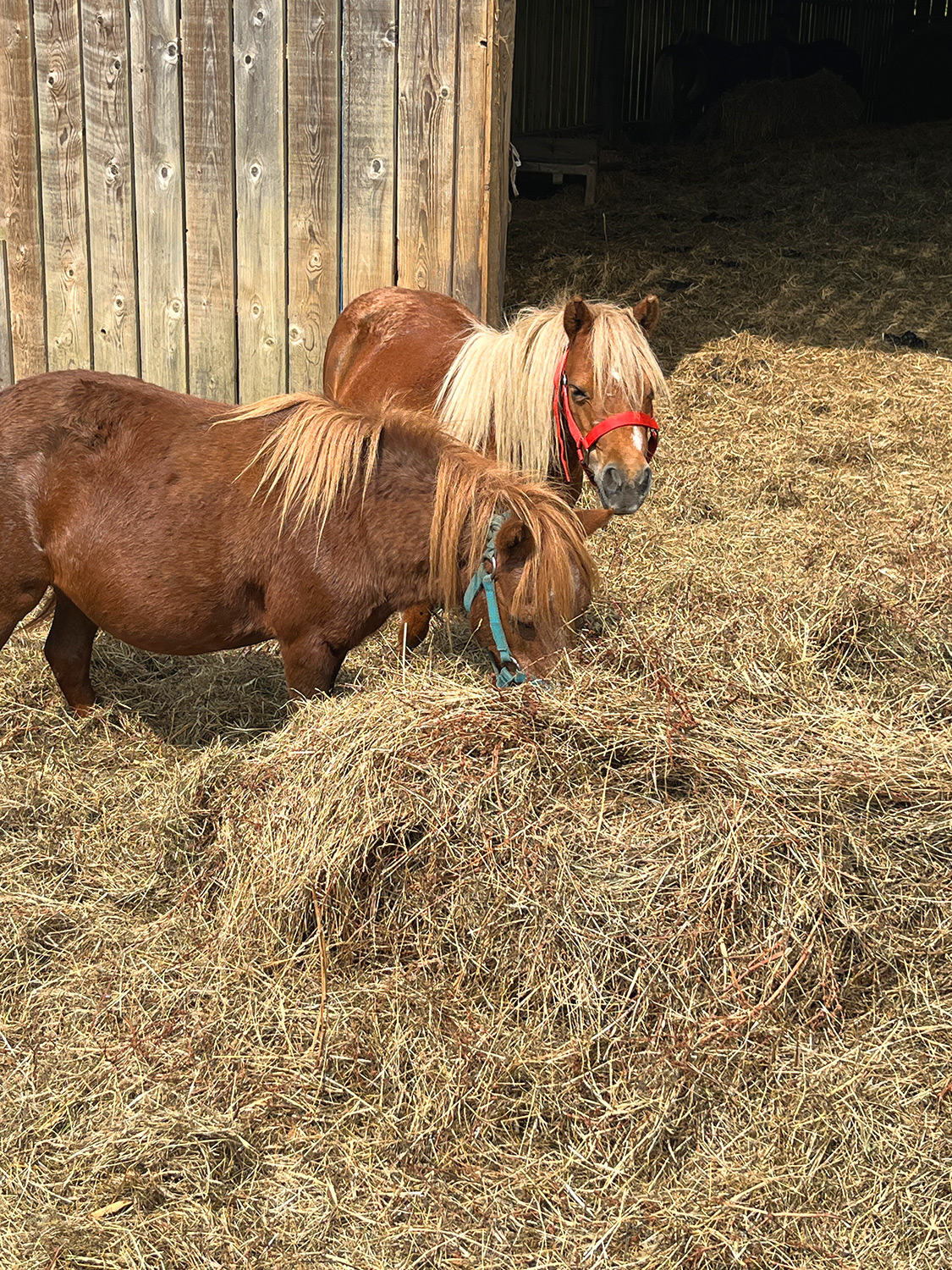 Bretagne mit Kindern - Westküste Familienurlaub in der Bretagne. Hier zwei Ponys, wie sie gerade Heu fressen.