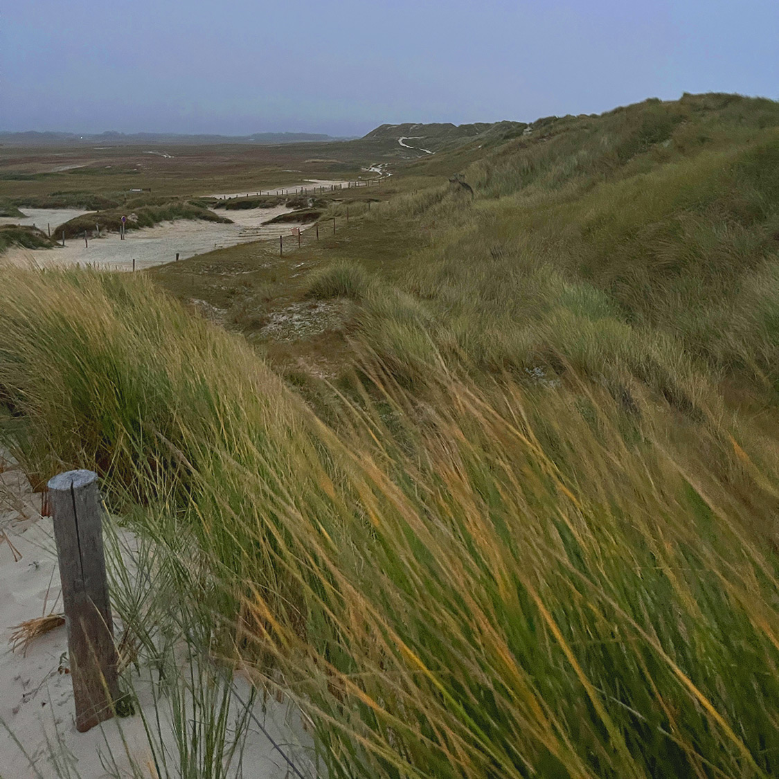 Bretagne mit Kindern - Westküste Bretagne mit Kindern. Hier zu sehen die Dünenlandschaft an der Plage de la Torche