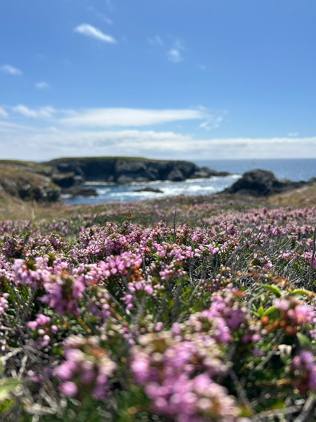 Hintergrund fuer eine Box - hier sieht man eine Bucht, Klippen und Heidekraut im Vordergrund