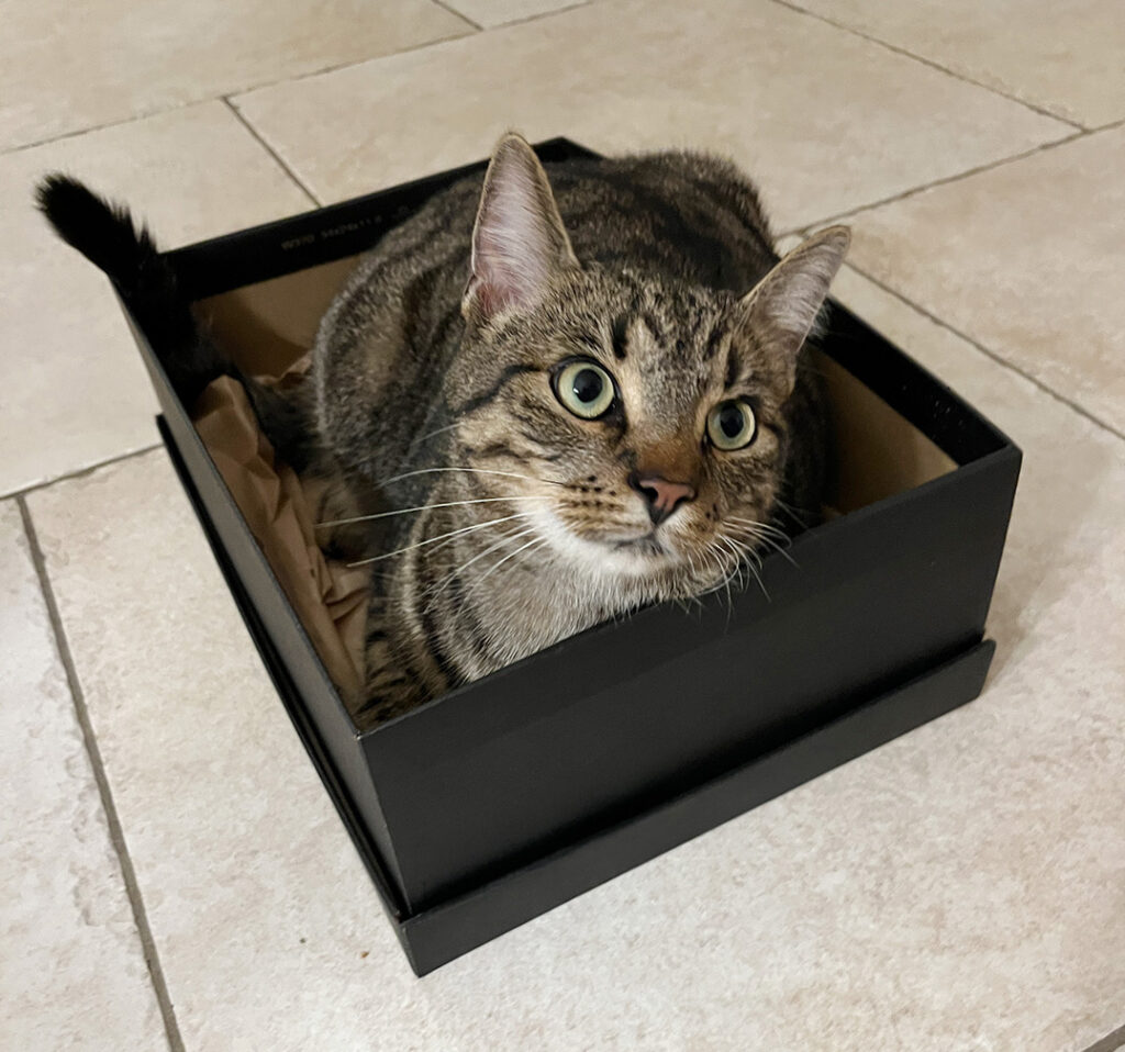 Großer grau getigerter Kater in einem schwarzen Schuhkarton.
