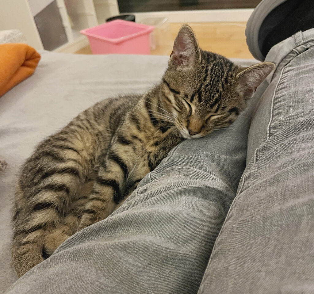 Junge getigerte Katze mit liegt entspannt auf dem Sofa und kuschelt.