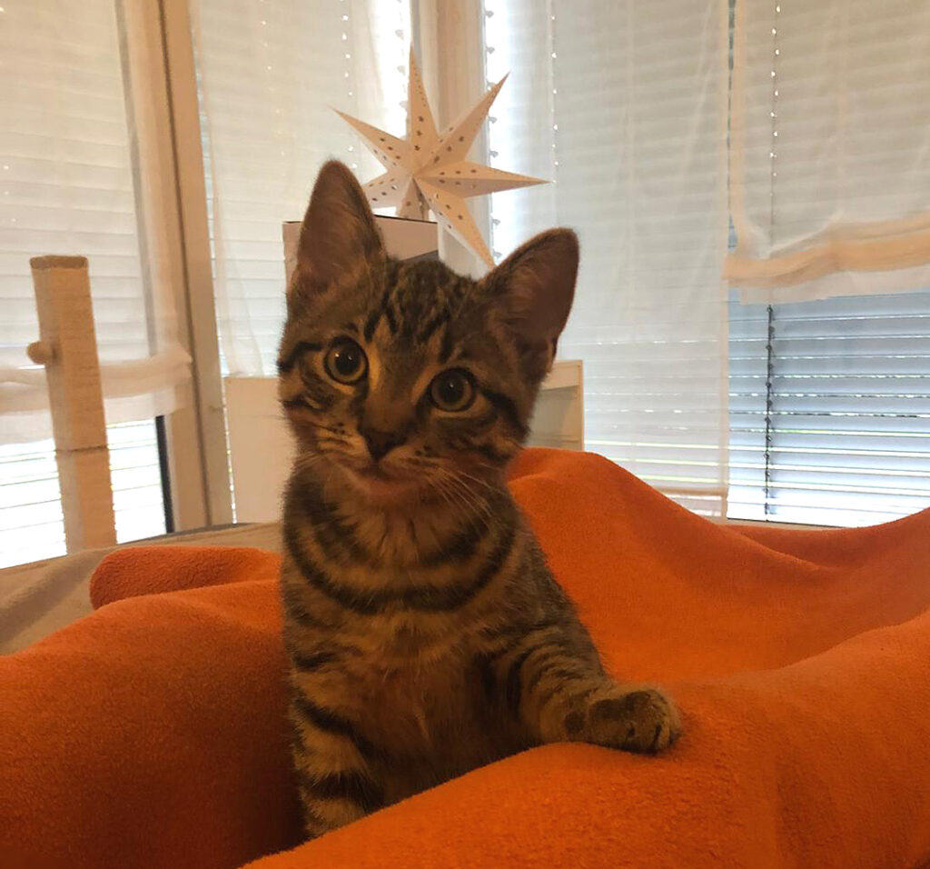 Kleine grau getigerte Katze auf einer orangen Decke. Sie schaut neugierig und aufmerksam.