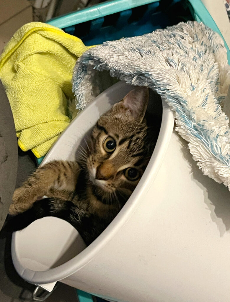 Neugierige getigerte Katze sitzt versteckt in einem Putzeimer unter einer Decke und schaut aufmerksam hervor.