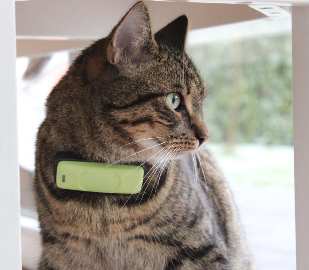 Grau getigerter Kater mit einem hellgrünen GPS-Tracker-Halsband.