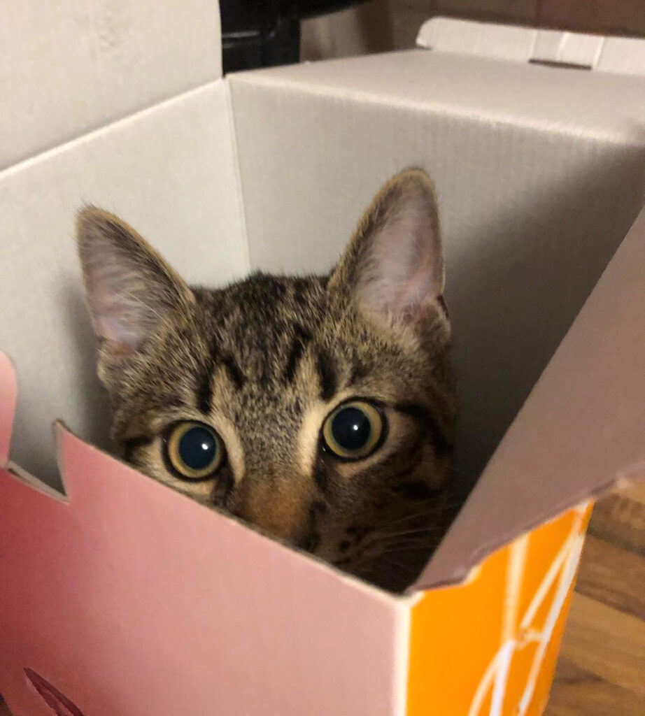 Junge getigerte Katze versteckt sich in einem Karton.