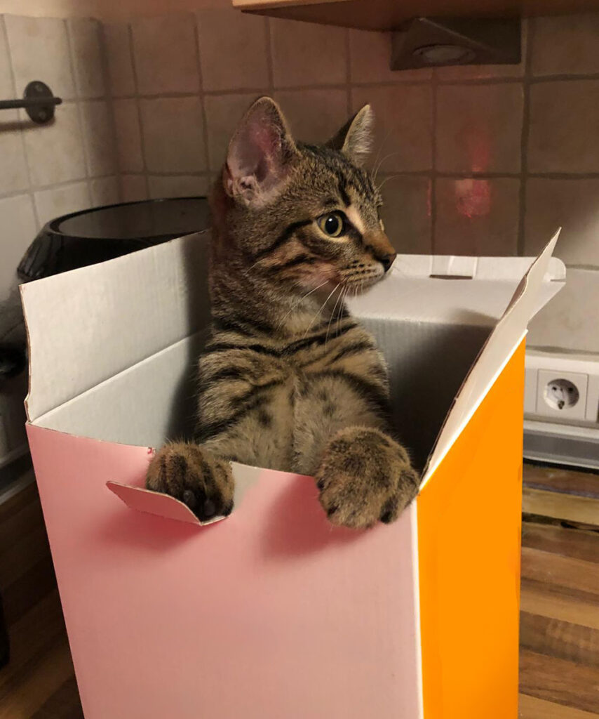 Junge getigerte Katze krabbelt aus dem Karton.