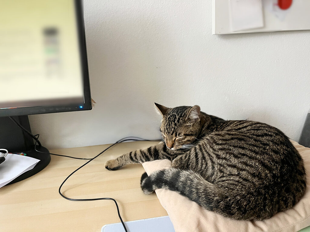 Großer grau getigerter Kater liegt auf einem Schreibtisch, auf einem Kissen und schläft. Im Hintergrund ist ein Bildschirm.