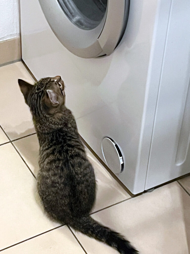 Eine kleine getigerte Katze bestaunt eine weiße Waschmaschine.