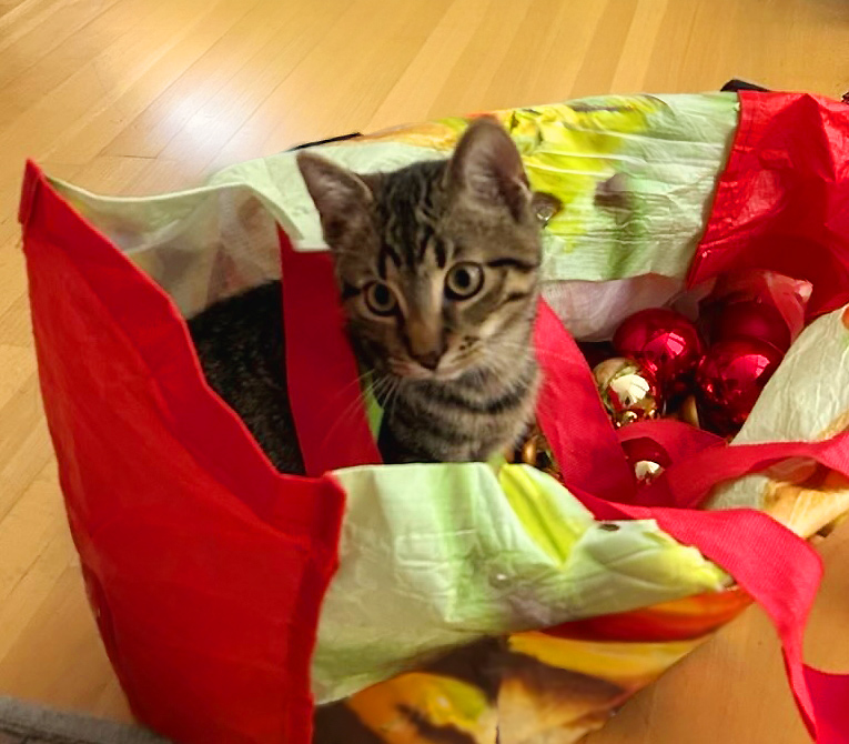 Ein süßes getigertes Kätzchen sitzt neugierig in einer roten Weihnachtstüte mit glänzenden Kugeln und Geschenkpapier umgeben – der perfekte Familien-Weihnachtsmoment