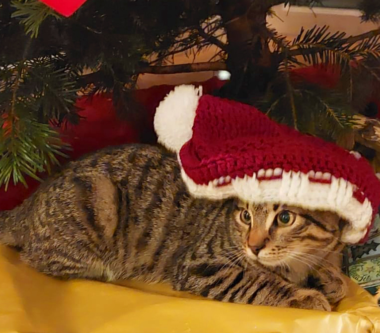 Ein süßes getigertes Familienkätzchen blickt neugierig aus einer roten Weihnachtstüte mit glänzenden Kugeln – magischer Katzen-Weihnachtsmoment für Familien!