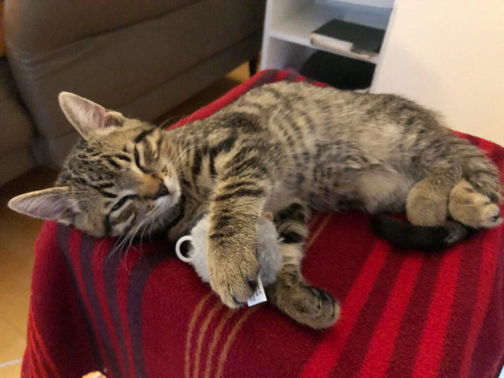 Kleine schlafende getigerte Hauskatze liegt entspannt auf einer rot karierten Decke und hält mit der Pfote ein kleines graues Stoffmaus-Spielzeug fest.