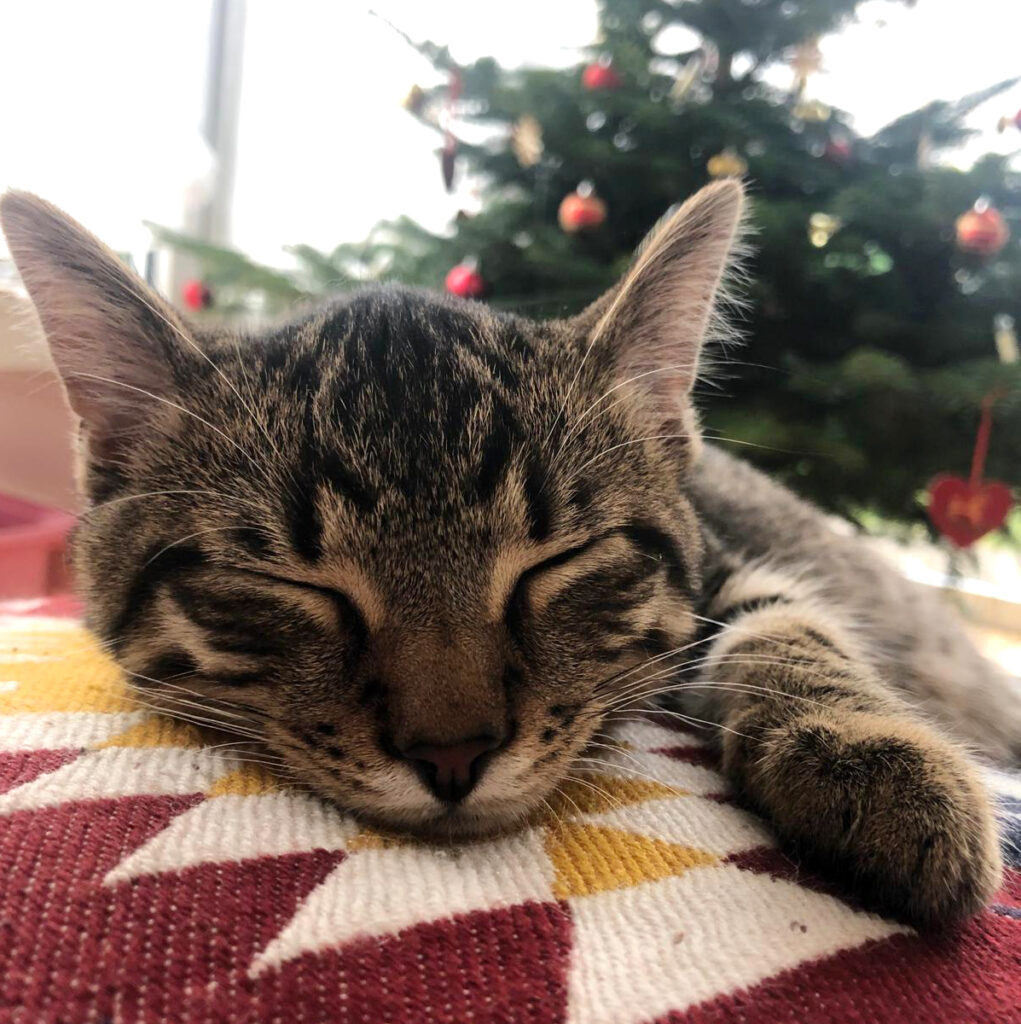 Nahaufnahme einer schlafenden getigerten Katze, die mit geschlossenen Augen und ausgestreckter Pfote auf einem gemusterten Kissen vor einem geschmückten Weihnachtsbaum liegt.