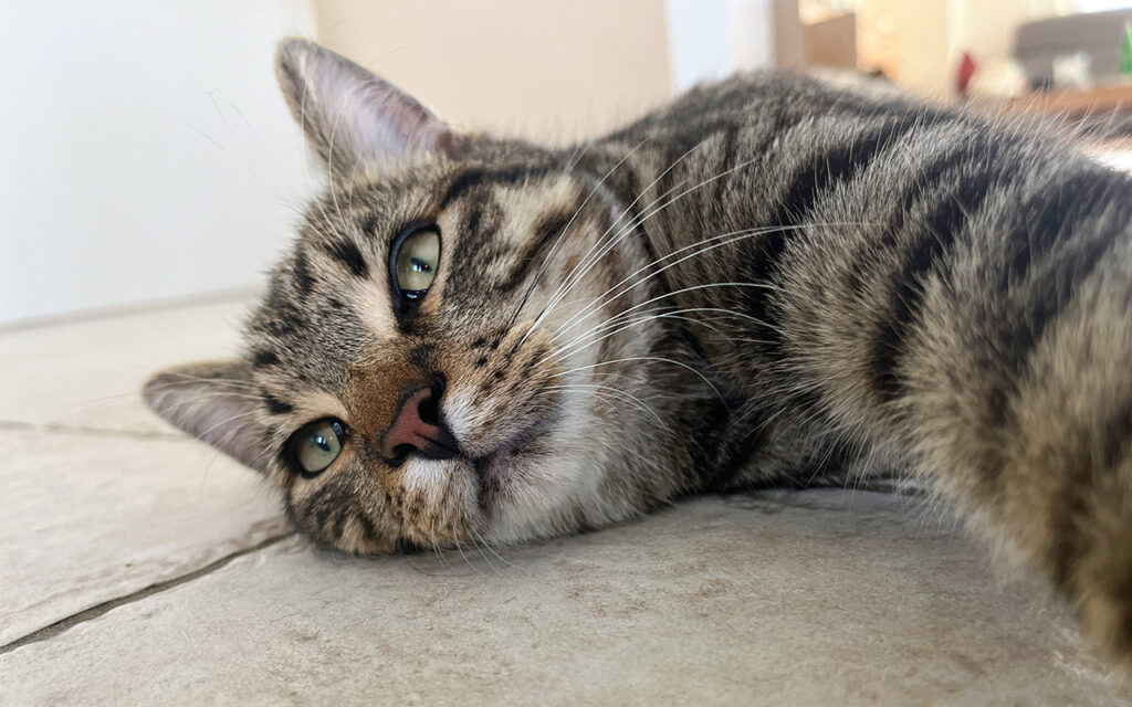 🐾Kater Findus - Wie er Teil unserer Familie wurde. Unser getigerter Kater liegt entspannt auf dem Wohnzimmerboden und blickt neugierig in die Kamera.