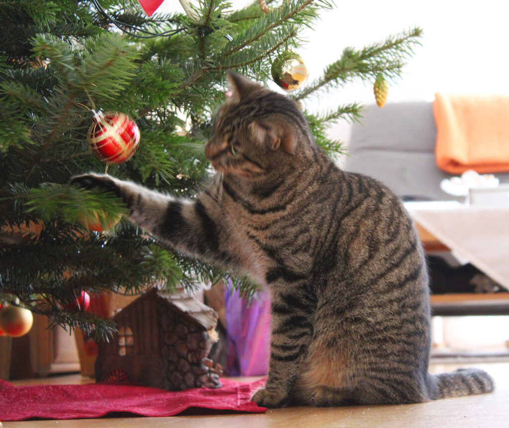 Unser getigerter Kater (Findus) sitzt vor einem geschmückten Weihnachtsbaum und spielt mit einer roten Christbaumkugel am unteren Ast.