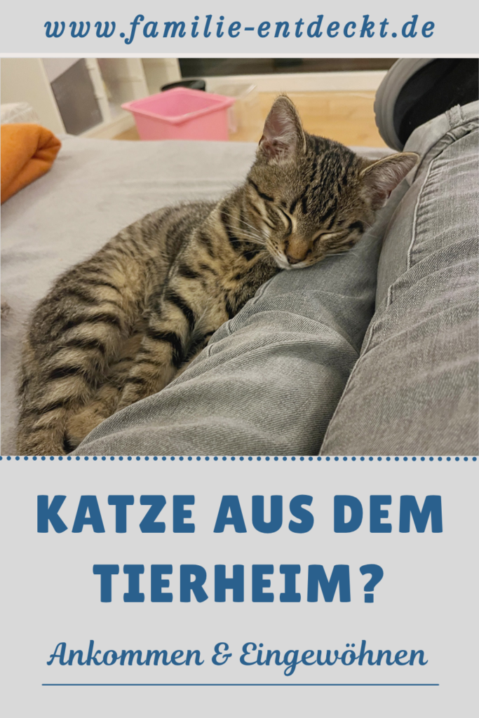 Grafik mit einer getigerten Katze, die entspannt auf dem Schoß einer Person liegt. Dazu steht: „Katze aus dem Tierheim? Ankommen & Eingewöhnen“. Oben  ist die Website familie-entdeckt.de angegeben