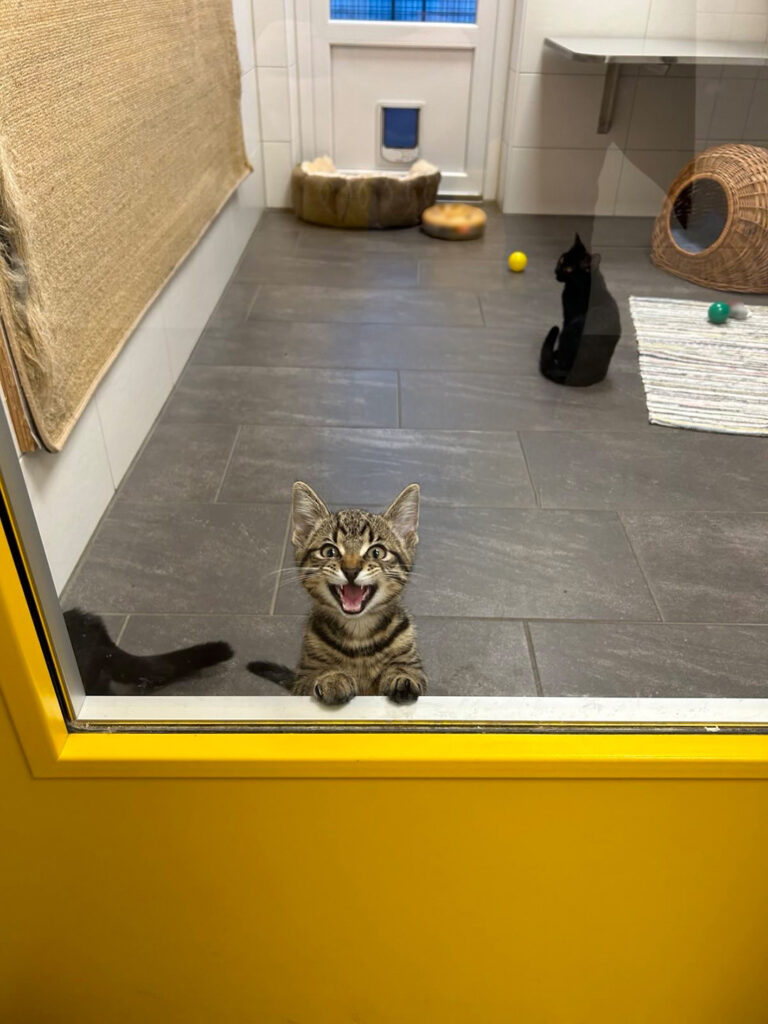Katze aus dem Tierheim: Verspieltes Kätzchen sitzt an einer Glastür und miaut, im Hintergrund ein Katzenzimmer mit Spielzeug und Kratzmöbeln.