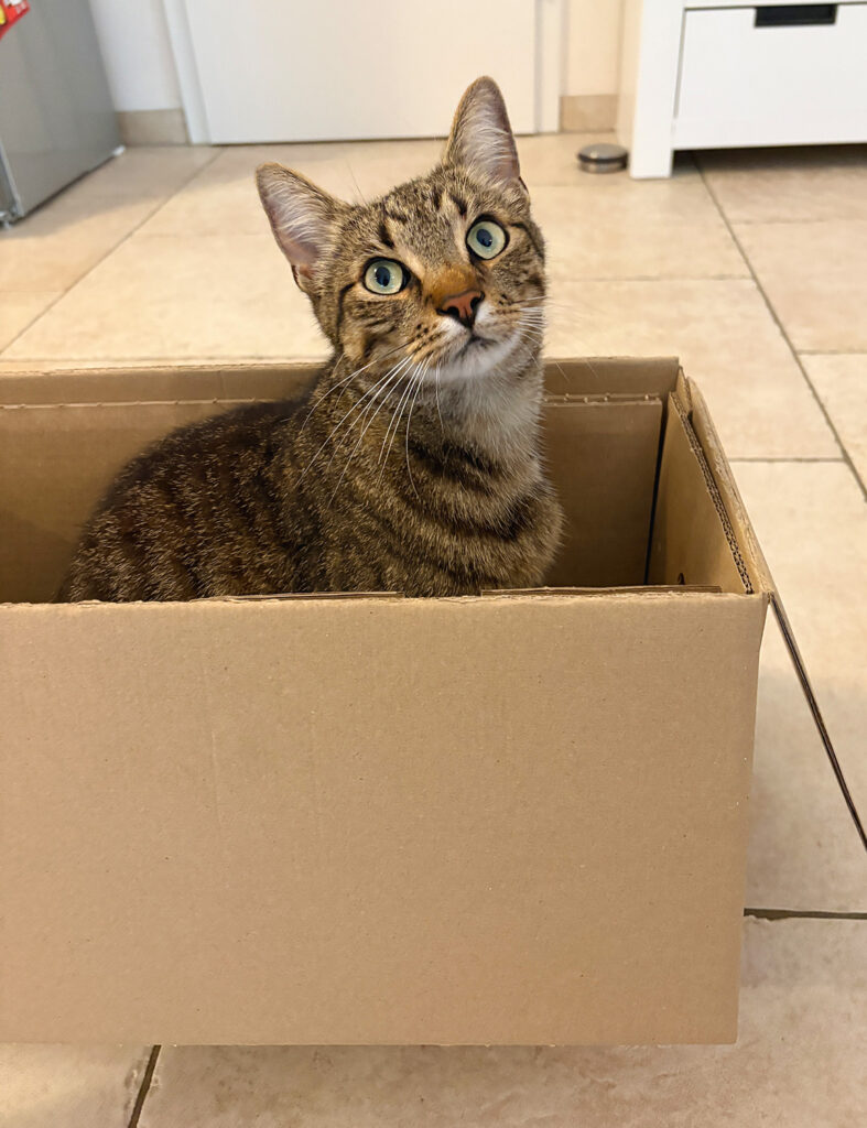 www.familie-entdeckt.de, Katze an Katzenklappe gewoehnen. Hier zu sehen: Neugieriger getigerter Kater sitzt in einem Karton und blickt aufmerksam nach oben – typischer Katzenmoment im Familienalltag.