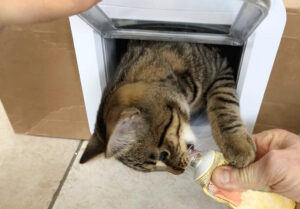 Ein kleiner getigerter Kater schaut aus der Katzenklappe, die in einen Karton eingebaut ist, heraus und bekommt ein Leckerli.